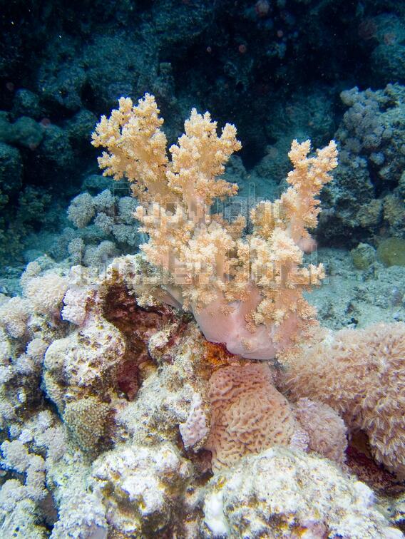 DSCF8577 mekky koral